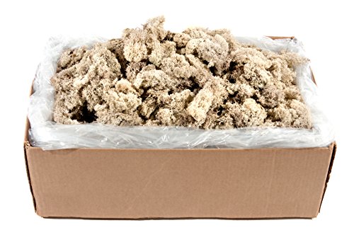 SuperMoss (21498) Reindeer Moss – Soft Preserved Moss for Home Decor, Crafts, Terrariums, Floral Design, and Wedding Decorations, 2,588 cu in, Natural - color: Natural, size: Appx. 10 lb Bulk Case