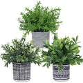 Winlyn Set of 3 Small Potted Plants Artificial Eucalyptus Rosemary Boxwood Plants in Black and White Geometric Pots for Table Centerpiece Kitchen Counter Windowsill Indoor Outdoor Garden Greens Decor