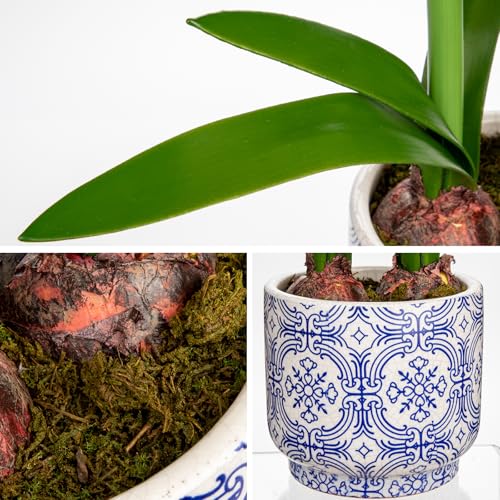 Briful Amaryllis Artificial Flowers in Blue Ceramic Pot 18.1" Faux White Amaryllis Flower Arrangement with Decorative Bulbs Moss Silk Amaryllis Plant for Home Office Bathroom Table Décor - color: White, size: Blue and White Ceramic Pot