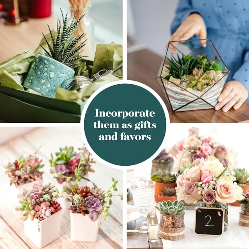 Shop Succulents Assorted Succulent Plant Pack Collection - Live Mini Succulent Plants, Low Maintenance, Mixture of Colors & Textures - Wedding and Party Favors, Gift & Garden, Pack of 32 - size: 32 Pack