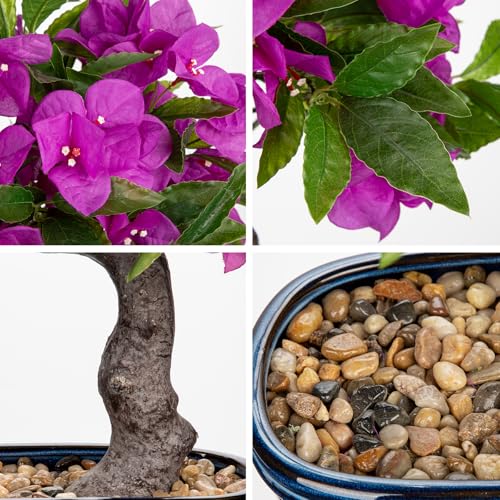 Briful Artificial Bougainvillea Bonsai Tree 18.5" Silk Bougainvillea Plant with Blue Pot Fake Bougainvillea Floral Tree for Home Office Room Desk Shelf Zen Décor(Purple) - color: Purple Blue