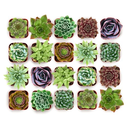 Shop Succulents Echeveria & Rosette Live Succulent Variety Pack – Fully Rooted 2" Potted Plants for Gifts, Favors, DIY Projects, Terrariums, Home Décor, and Garden Arrangements, 100 Pack - color: Pack of 100