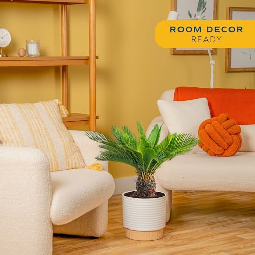 Costa Farms Sago Palm Live Plant in Decorative Pot, Easy to Maintain Large Indoor Houseplant, Perfect for Home, Room, or Office Decor, Great House Warming or Birthday Gift, 2-3 Feet Tall - style: Palm, Large (2-3 Feet Tall), in Decorative Plant Pot