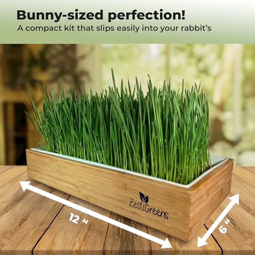 Rabbit Grass Growing Kit – Easy, Self-Watering System for Fresh, Healthy Indoor Greens - color: Rabbit Grass Kit