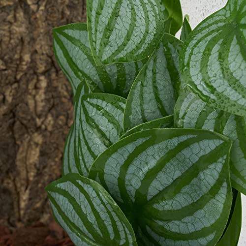 Reptile Plants for Terrarium, Amphibian Habitat Decor Artificial Hanging Plants with Suction Cup - Fake Calathea Orbifolia - color: Fake Calathea Orbifolia