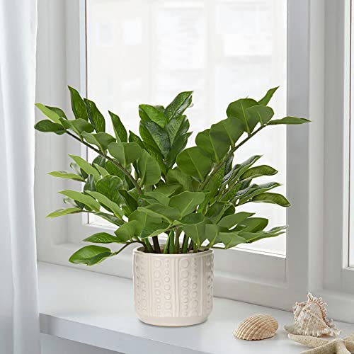 Briful Faux Plants Indoor 17" Artificial ZZ Plants in Ceramic Pot Fake Potted Zamioculcas Silk Plants for Home Table Decor Bedroom Aesthetic (1Pack) - color: Faux Plants With Ceramic Pot