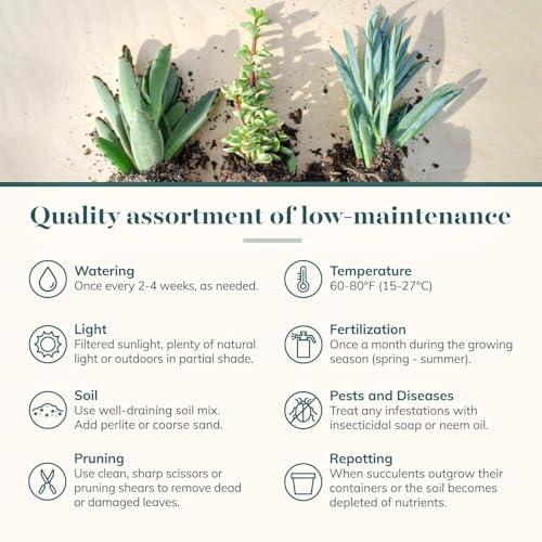Shop Succulents Colorful Succulent Plant Pack 2" Grow Pot Pack of 32 - size: Pack of 32