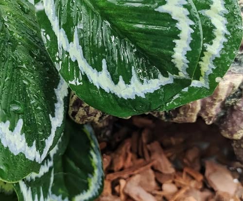 Reptile Plants for Terrarium, Amphibian Habitat Decor Artificial Hanging Plants with Suction Cup, Artificial Plants for Gecko Chameleon Snake Tortoise Tank Accessories. 2-Pack (Calathea makoyana) - color: (Calathea Makoyana