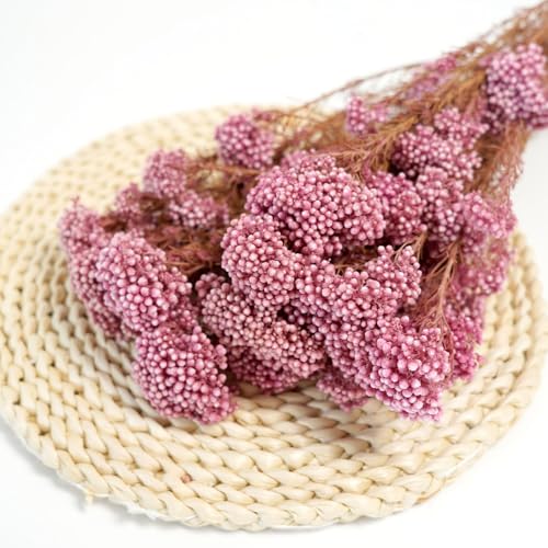 Natural Preserved Millet Flowers Dried Bouquet Flowers and Plants Arrangements for Home and Wedding Decoration (Cherry Pink) - color: Cherry Pink