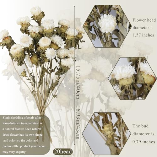 20 Pcs Dried Daisy Flower Bouquet Natural Dried Gerber Daisies Flowers Bundles Real Dried Flowers Mums Chrysanthemum Floral Arrangements for Wedding Party Table Centerpiece Decor Farmhouse - color: White