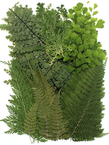 48 Pcs Mix Natural Dried Pressed Ferns for Cake Decorating, Real Dried Greenery for Resin Jewelry Making, DIY Art Crafts (Fern) - color: Fern