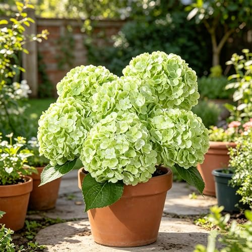 DuHouse 5Pcs Large Hydrangea Artificial Flowers,20 inch Latex Real Touch Hydrangeas Lifelike Hydrangea Flower for Home Wedding Bouquets Centerpieces Party Living Room Outdoors Decoration(Light Green) - color: Light Green, size: 5pcs