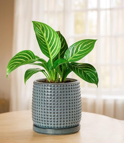 D'vine Dev 6 Inch Ceramic Beaded Stoneware Planter Pot - Flower Pot with Drainage Holes and Saucers for Indoor Succulent Plants or Flowers, Graphite Blue, 27-C-X-9 - color: Graphite Blue, size: 5.8 Inch