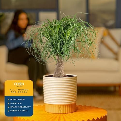 Costa Farms Ponytail Palm Live Plant in Decorative Pot, Easy to Maintain Indoor Houseplant, Perfect for Home, Room, or Office Decor, Great House Warming or Birthday Gift, 12-24 Inches Tall - style: Palm, Medium (1-2 Feet Tall), in Decorative Plant Pot