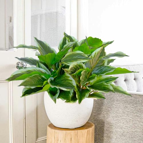 4 Pcs Artificial Hosta Plants Outdoor, 16" Fake Tropical Green Plants, UV Resistant, Realistic, Faux Green Leaf Stems for Home Offices Outside Porch Patio Balcony Garden Indoor Table Décor - color: White Edge, size: 4 Pcs