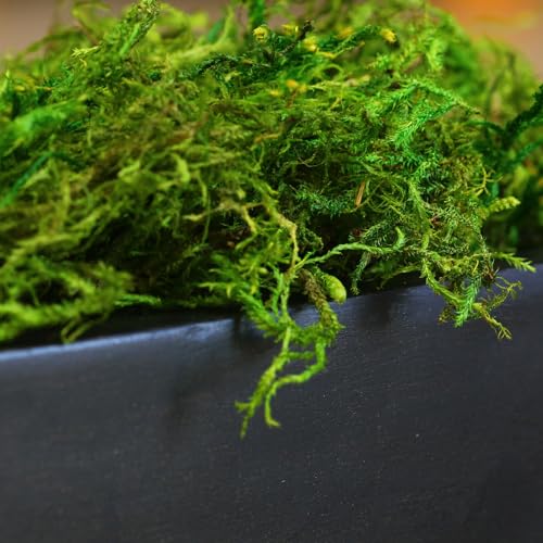 SuperMoss Forest Moss Preserved Lasting Decorative Long Fibers for Potted Plants and Crafts, Fresh Green - color: Fresh Green, size: 120 cu in