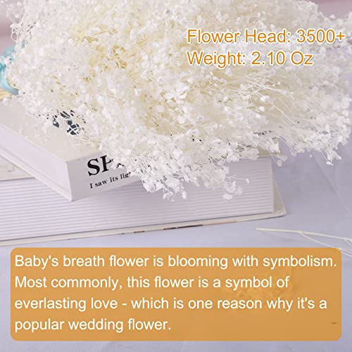 Dried Baby's Breath Flowers Bouquet - 3500+ Ivory White Dry Flowers Bulk, 17'' Real 100% Natural Gypsophila Branches for Wedding, DIY Home Party Table Vase Decor, Wreath Floral