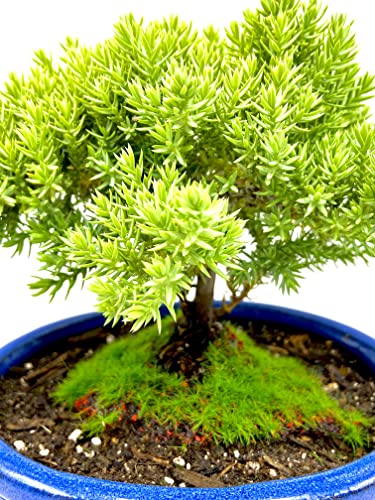 Live Dwarf Juniper Bonsai Tree Small | Indoor/Outdoor | 100% Handcrafted| Home and Office Décor | Best Gift for Holiday - color: Juniper S