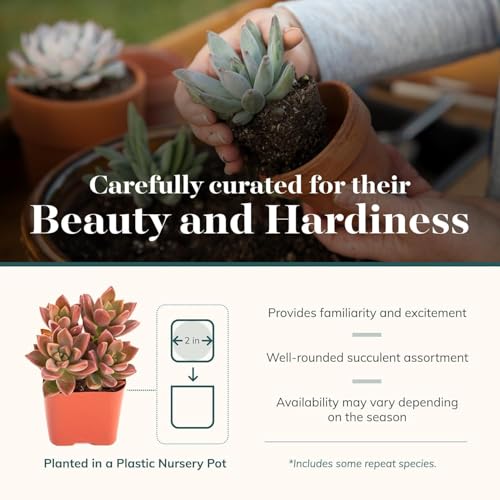 Shop Succulents Assorted Succulent Plant Pack Collection - Live Mini Succulent Plants, Low Maintenance, Mixture of Colors & Textures - Wedding and Party Favors, Gift & Garden - size: 40 Pack