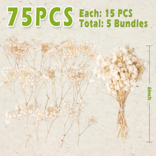 2500+ Mini Dried Babys Breath Flowers, 75 Pcs Ivory White Baby Breath Flowers, Natural Dried Gypsophila Bouquets for Rustic Wedding Decor, DIY Crafts, Gift Wrapping, Vase Arrangement