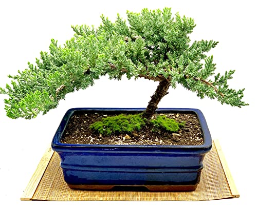Live Dwarf Juniper Bonsai Tree 12+ Years Old with Bamboo mat| Juniper or Jade Bonsai Tree | Indoor/Outdoor | 100% Handcrafted| Home and Office Décor | Best Gift for Holiday (style3) - color: Juniper Xl