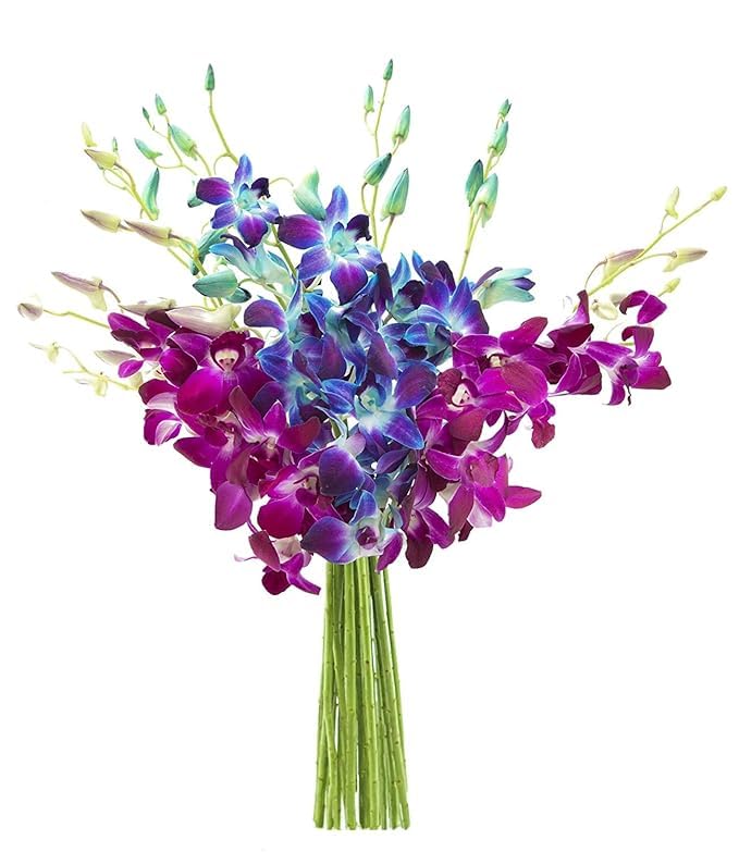 KaBloom - 5 Blue and 5 Purple Orchid without vase - Fresh Flowers for Birthday, Valentine's & Mother's Day - color: Ocean Blue and Royal Purple, size: 10 count, style: Without Vase