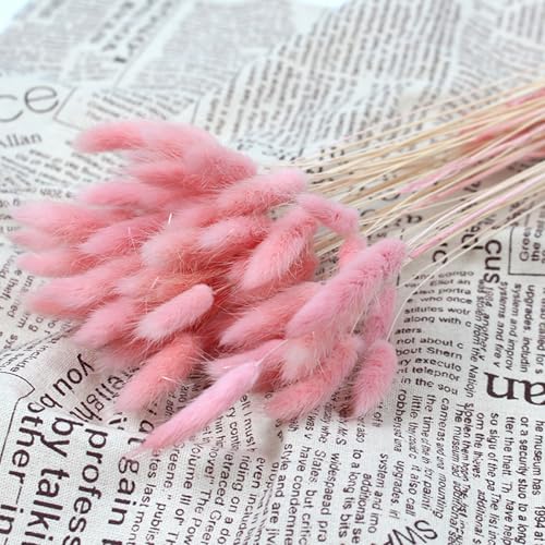 60PCS Rabbit Tail Grass Dried Flowers Dried Natural Floral Arrangement Bunch Decoration Dried Grass,Eternal Flower Dried Grass for Home,Wedding,Party,Flower Bouquet,Photo Props Decor (Pink)