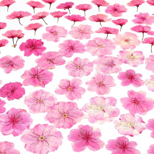 48 Pcs Mix Natural Dried Pressed Cherry Blossoms for Floral Cake Decorating, Cocktail Garnish, Resin Jewelry Making, DIY Art Crafts (Pink Sakura) - color: Pink Sakura