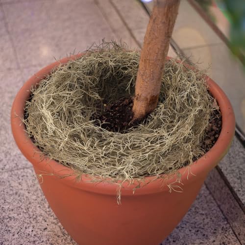 Giegxin Spanish Moss 41'' Fake Hanging Succulents Faux Moss Artificial Succulent Plants Vines Hanging Plants Swamp Decoration Potted Artificial Garland(Brown,12 Pack) - color: Brown