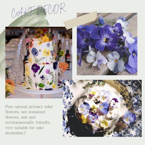 48 Pcs Mix Natural Dried Flowers for Cake Decorating, Real Dry Flower for Resin Jewelry Making, DIY Art Crafts (Pansy) - color: Pansy
