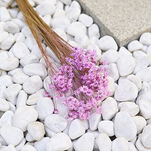 Natural - Dried - Flowers Brazilian Small Star Daisy Dried Decorative Mini Chamomile Bouquet for Wedding Floral Arrangements Home Decorations Valentine's Day Gifts (200 Stems) (Light Purple ) - color: Light Purple