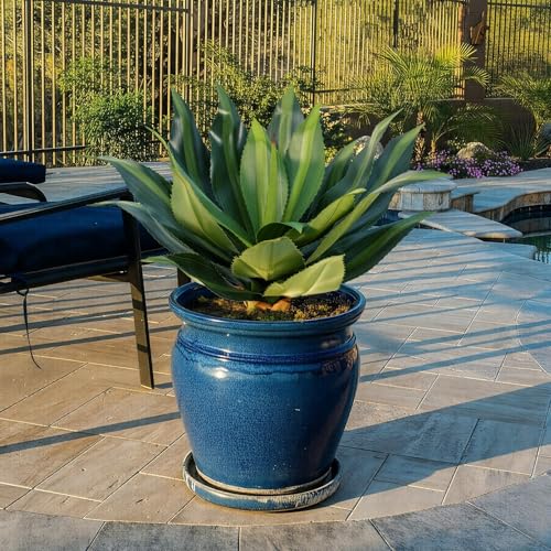 27.95 inch Artificial Agave Outdoor Set Spiky Edged Agave Artificial Plants Suitable for Indoor Home Decor Realistic and UV-Resistant Artificial Succulents Planters Not Included 2 Piece Set - color: Agave Spines, size: 27.95in
