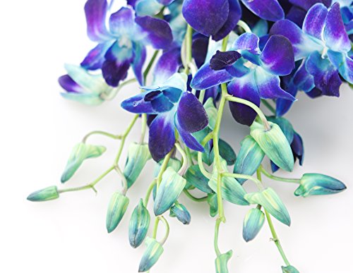 KaBloom-10 Blue Orchid Bouquet,Flowers for Valentine, Mother's Day - color: Blue, size: 10 count, style: Without Vase