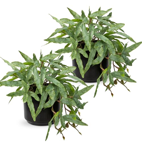 Briful Faux Plants Indoor 9'' Artificial Potted House Plant with Black Ceramic Pot Fake Pteris Cretica Fern Plant for Home Office Room Desk Shelf Decor Indoor(2PACK) - color: 2 Pack Fake Plant Set