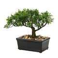 Artificial Bonsai Tree Juniper Faux Plants Indoor Small Fake Plants Decor with Ceramic Pots for Home Table Office Desk Bathroom Shelf Bedroom Living Room Farmhouse Decorations - style: 6" Ficus