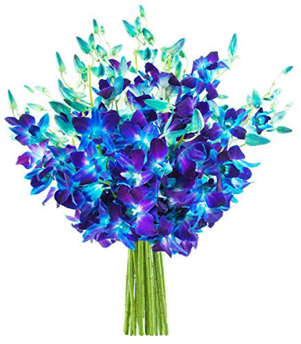 KaBloom - Bouquet of 20 Fresh Blue Dendrobium Orchids without vase - Fresh Flowers for Birthday, Valentine's & Mother's Day - color: Blue, size: 20 count, style: Without Vase