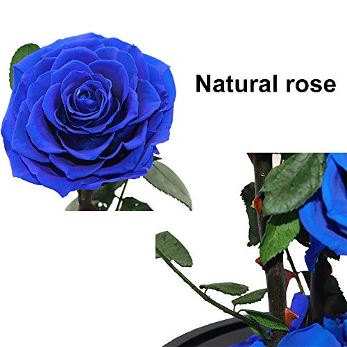 Preserved Roses Handmade Preserved Flowers in Glass Dome, Blue Rose Never Withered, Birthday Gifts for Women (13 inch) - color: Royal Blue, size: X-Large