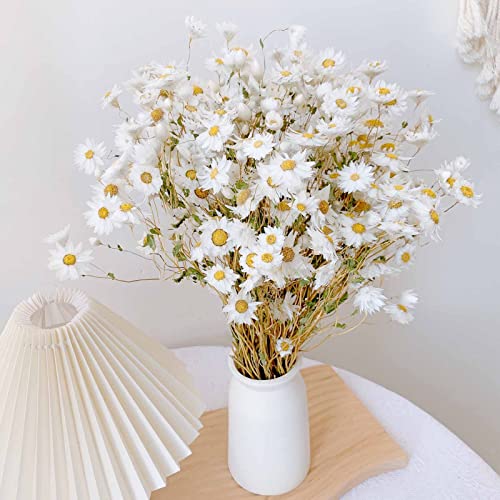 Dried Daisy Flowers Bouquet, 200+ Real Dry White Flowers with Stems, 17'' Gerber Daisies Arrangements for Wedding, Farmhouse Vase Decorations, DIY Home Party Wildflower Decor
