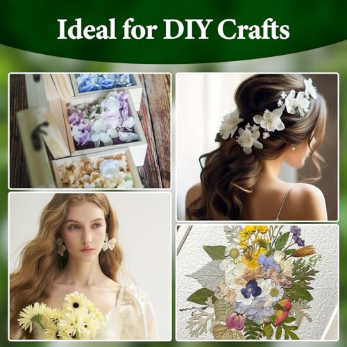 1500Pcs Real Dried Ivory White Hydrangea Petals for Wedding Petal Showers Romantic Evenings Proposal Decorations DIY Crafts Party Favors (1.06 oz)