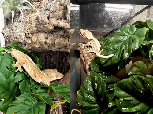 Woyrise Reptile Plants for Terrarium, Artificial Hanging Plants with Suction Cups, Amphibian Tank Habitat Decor Plastic Plant for Bearded Dragons Lizards Snake Geckos Frogs - 2Pack Fake Monstera - color: Monstera