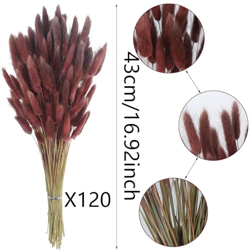CITYES 120 Pcs Dried Bunny Tails Flower Lagurus Ovatus Natural Dried Flowers Rabbit Tail Grass Dried Pampas Grass Floral Arrangement for Boho Decor Wedding Home DIY Farmhouse Table Dark Brown - color: Brown