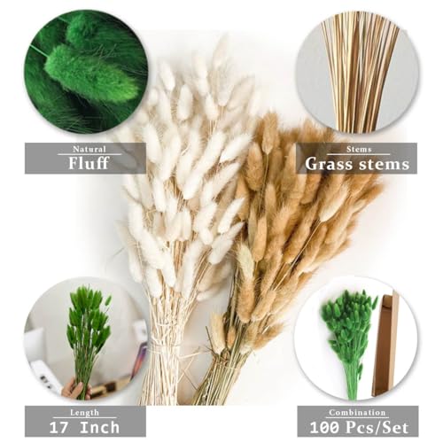 Bunny Tails Dried Flowers 100pcs Dried Pampass Grass Decor Bunny Tail Floral Stems 17 Inch Dried Flowers for Boho Decor Home Wedding Decoration Plants (Green) - color: Green