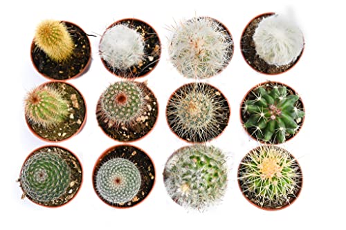 Cactus Plants Live – Small Assorted 2-Inch Cactus Plants – Fully Rooted Potted Cactus Plants – Live Cactus Plant Set (12)