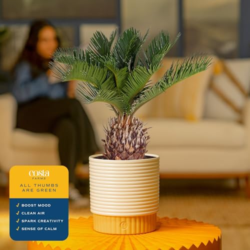 Costa Farms Live Sago Palm, Easy to Grow Live Indoor Plant, Houseplant in Plant Pot, Home and Room Decor, 1 Foot Tall - style: Palm, Medium (14-16 Inches Tall), in Decoarative Plant Pot