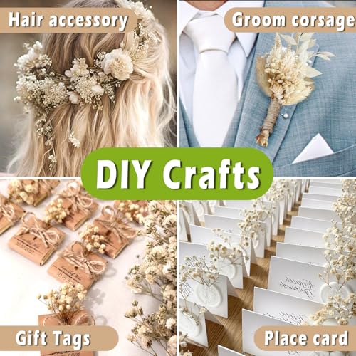 2500+ Mini Dried Babys Breath Flowers, 75 Pcs Ivory White Baby Breath Flowers, Natural Dried Gypsophila Bouquets for Rustic Wedding Decor, DIY Crafts, Gift Wrapping, Vase Arrangement