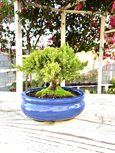 Live Dwarf Juniper Bonsai Tree Small | Indoor/Outdoor | 100% Handcrafted| Home and Office Décor | Best Gift for Holiday - color: Juniper S