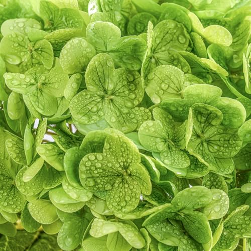 3Pcs Real Touch Artificial Hydrangeas 21" Latex Faux Hydrangea Flowers Stems for Vases, Wedding Centerpieces, Home Decor — Removable Heads, Dark Green - color: Dark Green