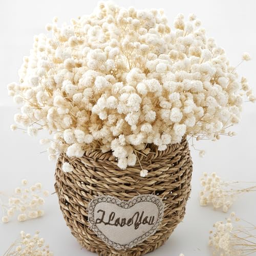 2500+ Mini Dried Babys Breath Flowers, 75 Pcs Ivory White Baby Breath Flowers, Natural Dried Gypsophila Bouquets for Rustic Wedding Decor, DIY Crafts, Gift Wrapping, Vase Arrangement