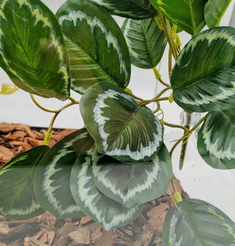 Reptile Plants for Terrarium, Amphibian Habitat Decor Artificial Hanging Plants with Suction Cup, Artificial Plants for Gecko Chameleon Snake Tortoise Tank Accessories. 2-Pack (Calathea makoyana) - color: (Calathea Makoyana