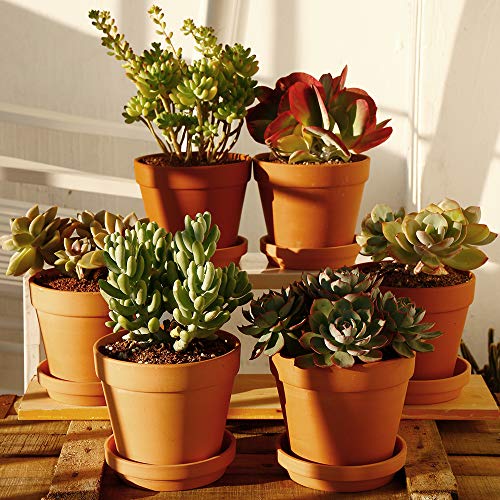 Terra Cotta Pots with Saucer- 6-Pack Large Clay Pots 5.5'' Ceramic Pottery Planter Cactus Flower Succulent Pot with Drainage Hole- Great for Plants,Crafts terra cotta planter - color: Terracotta